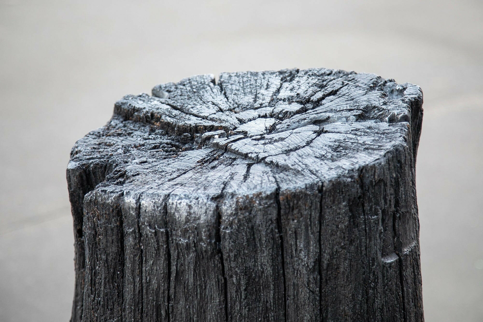 Collection of Henrietta Armstrong - FOSSIL TREE - Fine art at Liminal Gallery in a gallery layout