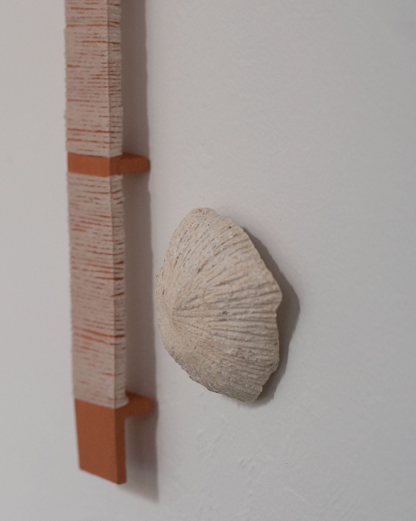 Collection of Louise Frances Smith - Oyster structure (entangled) in a gallery layout