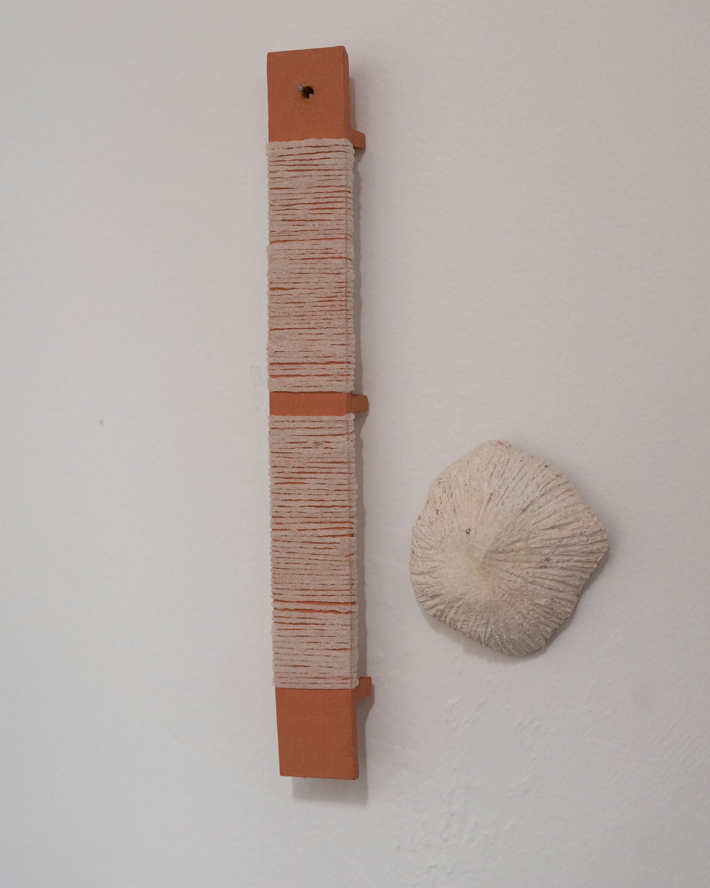 Collection of Louise Frances Smith - Oyster structure (entangled) in a gallery layout