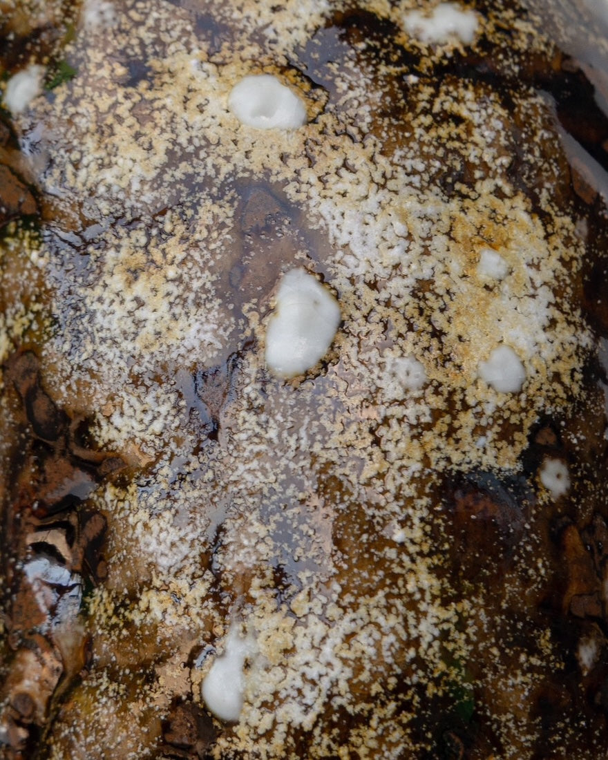 Collection of Zoe De Caluwé - Jolly Man II in a gallery layout